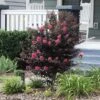 Thunderstruck™ Coral Boom™ Crape Myrtle 2 Thunderstruck™ Coral Boom™ Crape Myrtle -Brighter Blooms Sales Thunderstruck Coral Bloom BB 600x600 c8f2dea8 7558 4222 b9f3 5bf7f47d7765