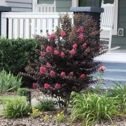 Thunderstruck™ Coral Boom™ Crape Myrtle