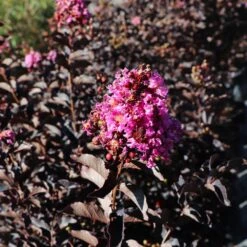 Thunderstruck™ Lavender Blast™ Crape Myrtle -Brighter Blooms Sales Thunderstruck Lavender Blast 6