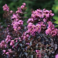 Thunderstruck™ Lavender Blast™ Crape Myrtle -Brighter Blooms Sales Thunderstruck Lavender Blast 7