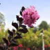 Thunderstruck™ Lavender Blast™ Crape Myrtle -Brighter Blooms Sales Thunderstruck Lavender Blast BB 600x600 c0e07de9 cecf 4a46 9c1b 019a2a053b91