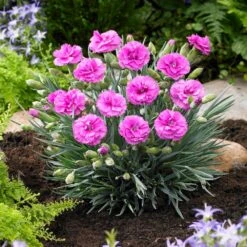 Scent First® Tickled Pink Dianthus -Brighter Blooms Sales Tickled Pink 1
