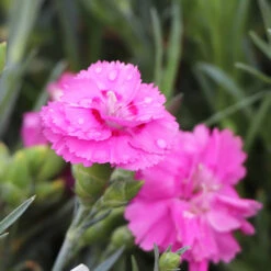 Scent First® Tickled Pink Dianthus -Brighter Blooms Sales Tickled Pink 4 BB