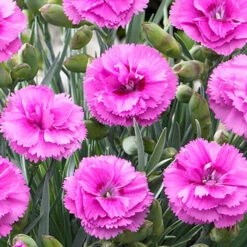 Scent First® Tickled Pink Dianthus