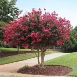 Tonto Red Crape Myrtle Tree 10 Tonto Red Crape Myrtle Tree -Brighter Blooms Sales Tonto Crape Myrtle 2