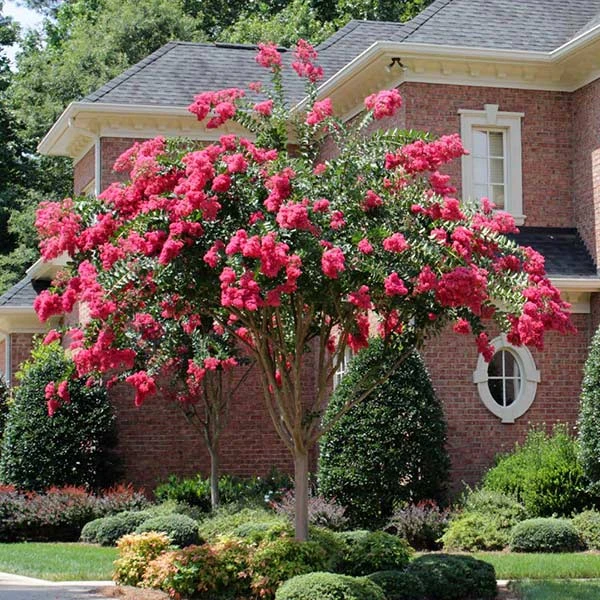 Tonto Red Crape Myrtle Tree 3 Tonto Red Crape Myrtle Tree