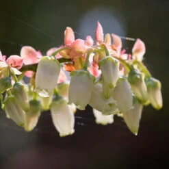Toro Blueberry Bush -Brighter Blooms Sales Toro Blueberry 3