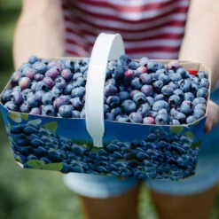 Toro Blueberry Bush -Brighter Blooms Sales Toro Blueberry 5 BB