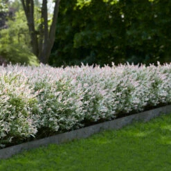 Tri-Color Willow Shrub -Brighter Blooms Sales Tri Color Willow Shrub 1