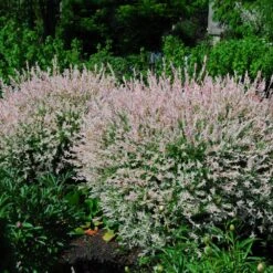 Brighter Blooms Sales -Brighter Blooms Sales Tri Color Willow Shrub 2