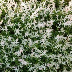 Tri-Color Willow Shrub -Brighter Blooms Sales Tri color Willow 3 BB