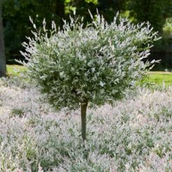 Tri Color Willow Tree -Brighter Blooms Sales Tri color Willow Tree 7
