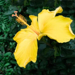 Yellow Tropical Hibiscus Tree -Brighter Blooms Sales Tropical Hibiscus Yellow 2 BB