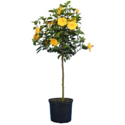 Yellow Tropical Hibiscus Tree -Brighter Blooms Sales Tropical Hibiscus Yellow 4