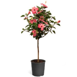 Pink Tropical Hibiscus Tree -Brighter Blooms Sales Tropical Pink Hibiscus 2