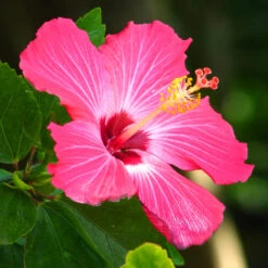 Pink Tropical Hibiscus Tree -Brighter Blooms Sales Tropical Pink Hibiscus 3 BB