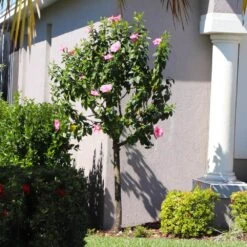 Pink Tropical Hibiscus Tree -Brighter Blooms Sales Tropical Pink Hibiscus 6