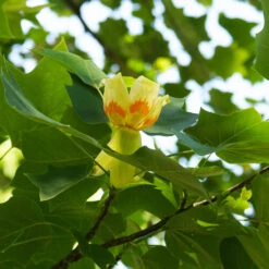 Tulip Poplar Tree -Brighter Blooms Sales Tulip Poplar 3 BB