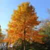 Tulip Poplar Tree