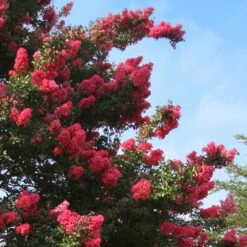 Tuscarora Crape Myrtle Tree -Brighter Blooms Sales Tuscarora Crape myrtle 4 BB