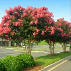 Tuscarora Crape Myrtle Tree -Brighter Blooms Sales Tuscarora Crape myrtle 6 BB