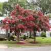 Tuscarora Crape Myrtle Tree