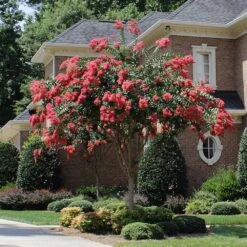 Tuscarora Crape Myrtle Tree -Brighter Blooms Sales Tuscarora Crape myrtle single trunk