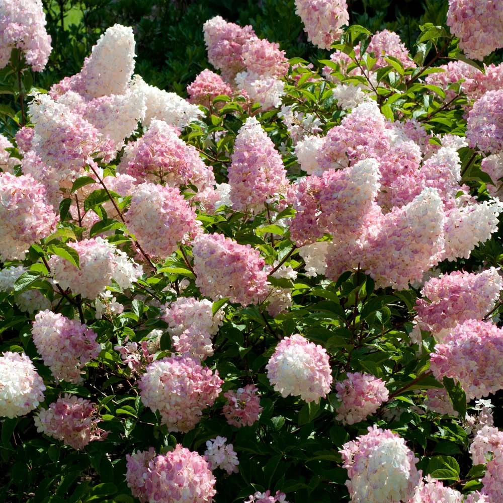 Vanilla Strawberry™ Hydrangea Shrub 4 Vanilla Strawberry™ Hydrangea Shrub - Image 2