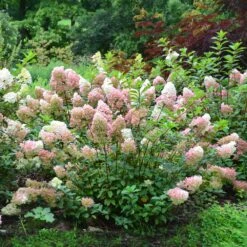 Vanilla Strawberry™ Hydrangea Shrub 9 Vanilla Strawberry™ Hydrangea Shrub -Brighter Blooms Sales Vanilla Strawberry Hydrangea 2 BB