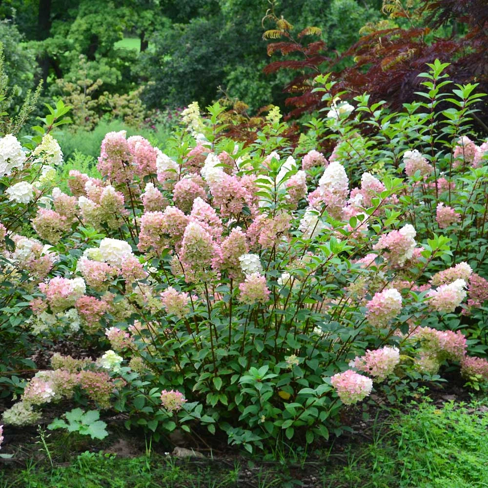 Vanilla Strawberry™ Hydrangea Shrub 6 Vanilla Strawberry™ Hydrangea Shrub - Image 4