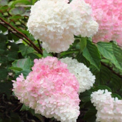 Vanilla Strawberry™ Hydrangea Shrub 8 Vanilla Strawberry™ Hydrangea Shrub -Brighter Blooms Sales Vanilla Strawberry Hydrangea 3 BB