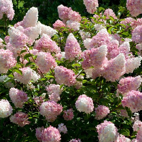 Vanilla Strawberry™ Hydrangea Shrub 3 Vanilla Strawberry™ Hydrangea Shrub