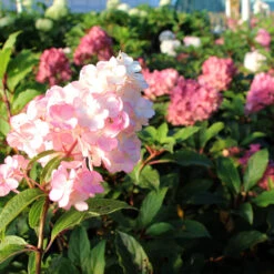 Vanilla Strawberry™ Hydrangea Tree 8 Vanilla Strawberry™ Hydrangea Tree -Brighter Blooms Sales Vanilla Strawberry Hydrangea Tree 2 BB