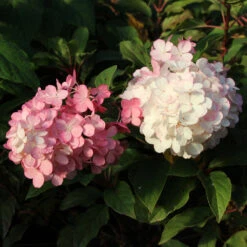 Vanilla Strawberry™ Hydrangea Tree 9 Vanilla Strawberry™ Hydrangea Tree -Brighter Blooms Sales Vanilla Strawberry Hydrangea Tree 3 FGT
