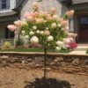 Vanilla Strawberry™ Hydrangea Tree -Brighter Blooms Sales Vanilla Strawberry Hydrangea Tree BB 600x600 d9774181 d500 445f 99f7 766736cb780d