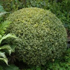Variegated Boxwood Shrub