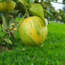 Pink Variegated Eureka Lemon Bush -Brighter Blooms Sales Variegated Pink Eureka Tree 7 BB