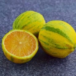 Pink Variegated Eureka Lemon Bush -Brighter Blooms Sales Variegated Pink Eureka Tree 8 BB