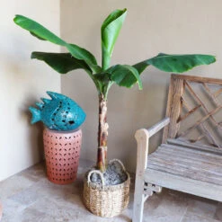 Boho House Plant Kit -Brighter Blooms Sales Veranda Banana 3 0a95dd43 1f47 4ba8 bf92 eb72cb095cc3