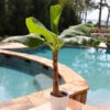 Veranda Banana Tree -Brighter Blooms Sales Veranda Banana BB 600x600 367f81c2 4722 4f11 9351 de2e652782bb