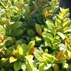 Volcano Cherry Laurel -Brighter Blooms Sales Volcano Laurel 2 BB