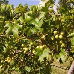 Wine Lover's Kit -Brighter Blooms Sales WIne Lovers Kit 2