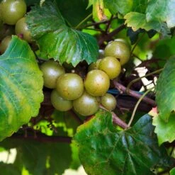 Wine Lover's Kit -Brighter Blooms Sales WIne Lovers Kit 3