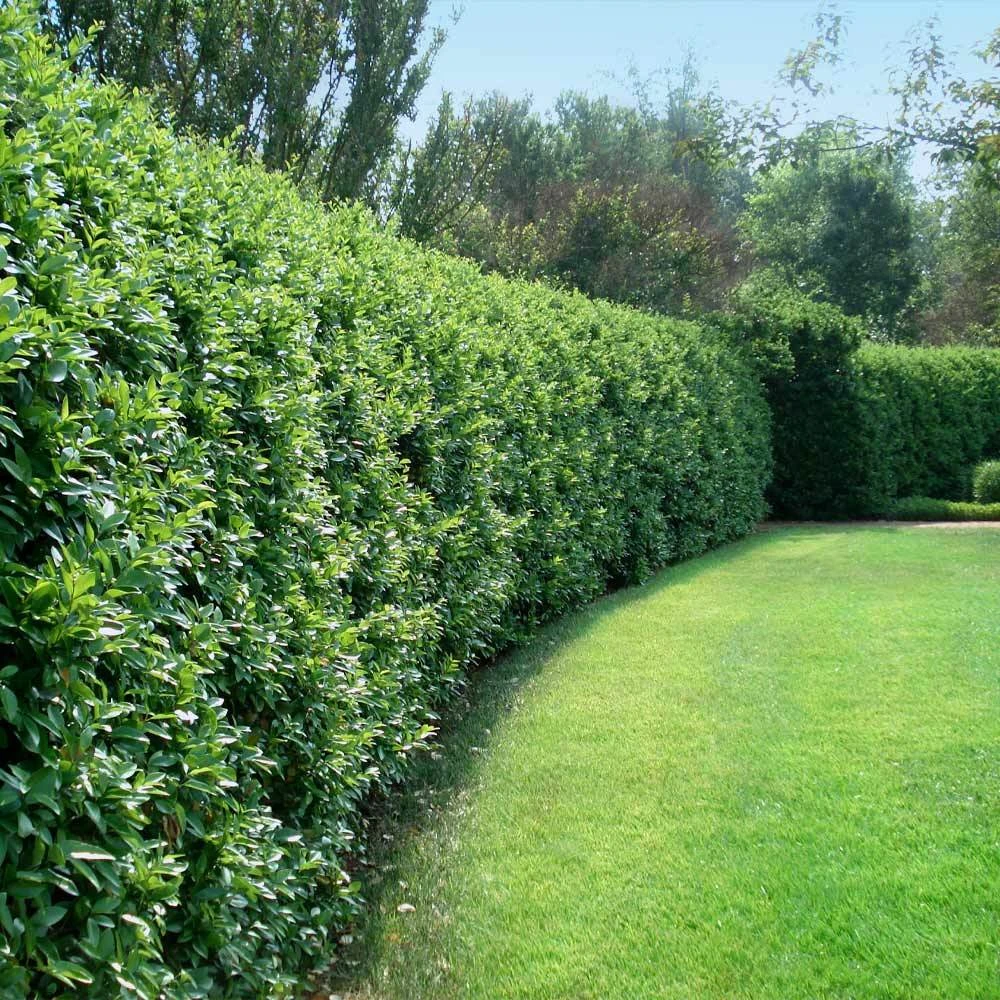 Waxleaf Privet Hedge 4 Waxleaf Privet Hedge - Image 2