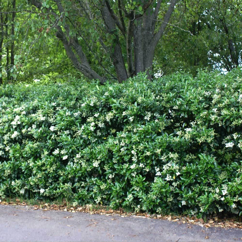 Waxleaf Privet Hedge 5 Waxleaf Privet Hedge - Image 3