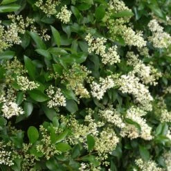 Waxleaf Privet Hedge 13 Waxleaf Privet Hedge -Brighter Blooms Sales Wax Leaf Privet 4 BB