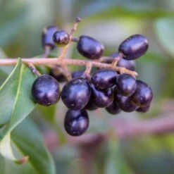 Waxleaf Privet Hedge 14 Waxleaf Privet Hedge -Brighter Blooms Sales Wax Leaf Privet 5 BB