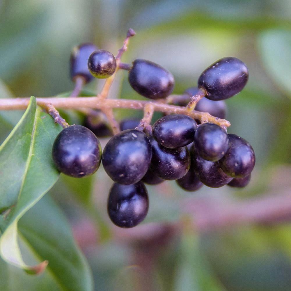 Waxleaf Privet Hedge 8 Waxleaf Privet Hedge - Image 6