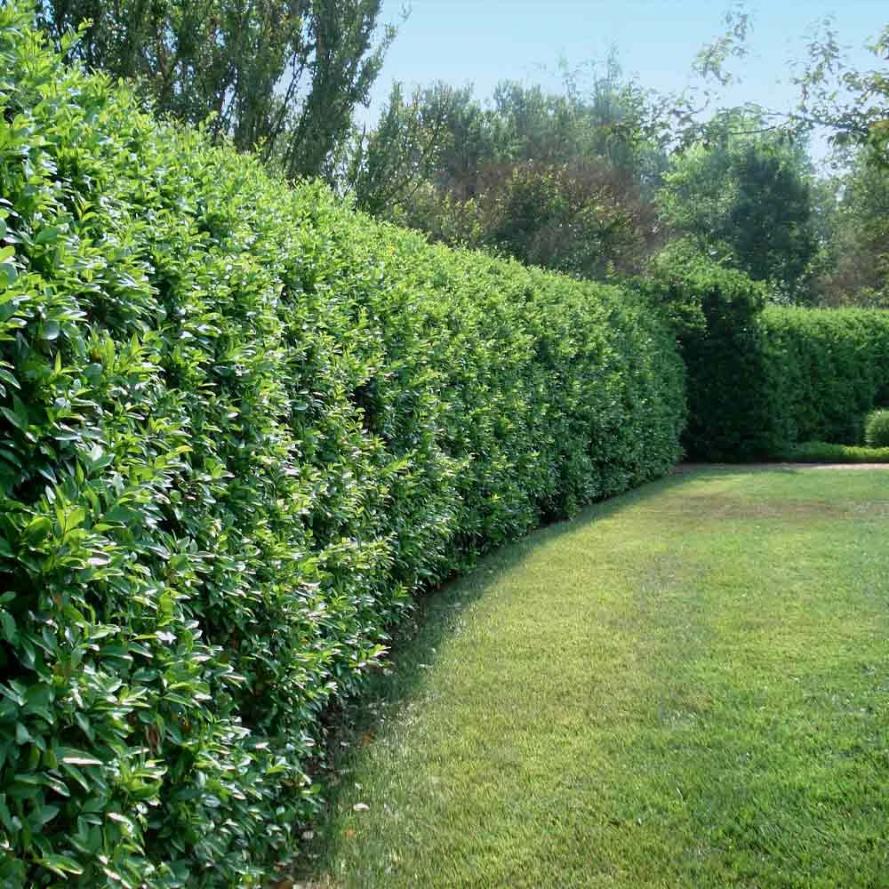 Waxleaf Privet Hedge 3 Waxleaf Privet Hedge
