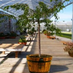 Weeping Extraordinaire™ Cherry Tree -Brighter Blooms Sales Weeping Extraordinaire Cherry 1